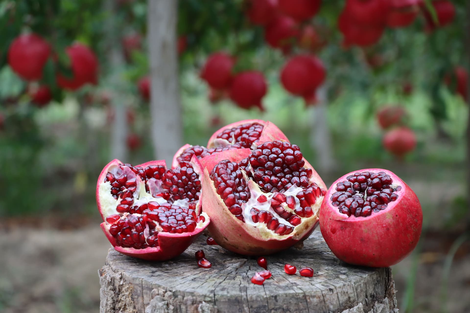 انار های ماریا